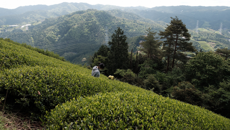 Virtual Sencha (Green Tea) Tasting