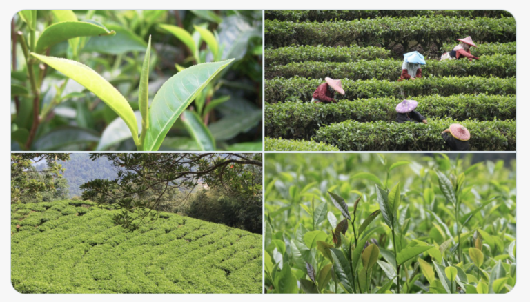 Exploring Taiwanese Black Tea with Hugosum