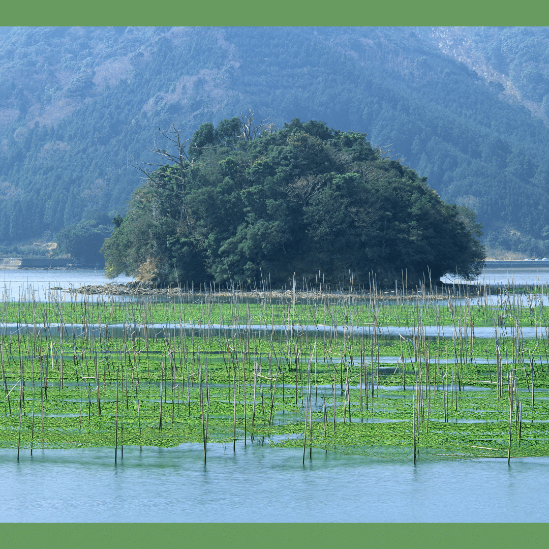 What is Nori? with Yoko Segerstrom